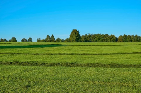 Wide green fields under a clear sky, with scattered trees in the background, summer, Rohren,