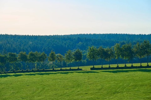 Row of trees on a gentle green meadow in front of a wooded backdrop, summer, Rohren, Monschau,