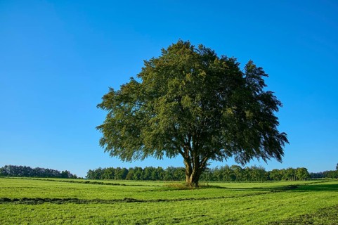 A large tree stands majestically in the centre of a wide green meadow, with more trees in the