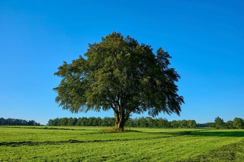 A lone tree stands majestically on a wide green meadow, in the background more trees under a blue
