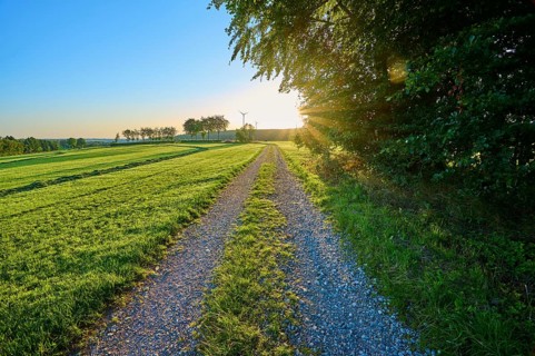 Field path at sunrise with trees and wind turbines in the distance, surrounded by green fields,