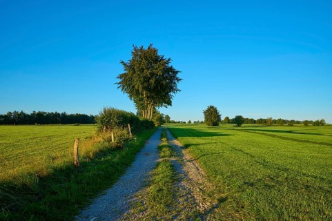 Narrow path leads through green fields, surrounded by tall trees under a clear sky in the morning