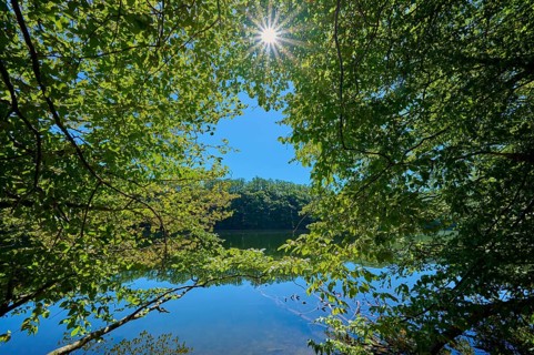 The sun shines through the dense leaves onto the clear water of the lake, summer, Rursee, Obersee,
