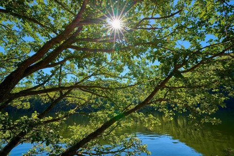 Sunlight breaking through the canopy of trees over a calm body of water, summer, Rursee, Obersee,