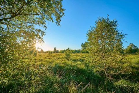 Gentle sunlight pervades the green of the landscape in the evening, High Fens, Eifel, LiÃ¨ge,
