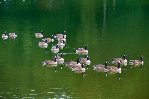 Group of Canada geese (Branta canadensis), on a still, green body of water, summer, Rursee,