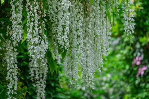 Japanese Wisteria (Wisteria floribunda) Blue Rain 'Longissima Alba', MÃ¼nsterland, North