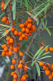 Sea buckthorn (Hippophae rhamnoides), fruit, North Rhine-Westphalia, Germany