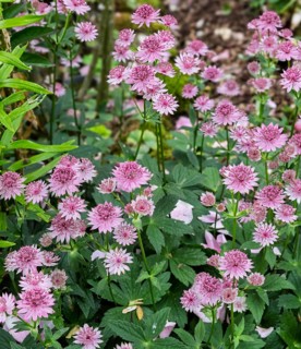 Astrantia major (Astrantia major), MÃ¼nsterland, North Rhine-Westphalia, Germany