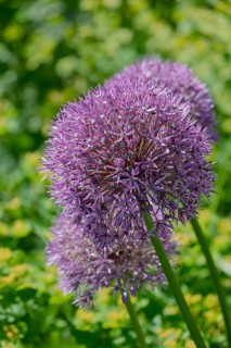 Ornamental leek (Allium sp.), inflorescence, MÃ¼nsterland, North Rhine-Westphalia, Germany