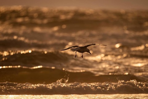 Herring gull (Larus argentatus) in flight over the surf looking for starfish, evening light, Hvide