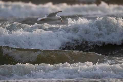 Herring gull (Larus argentatus) in flight over the surf looking for starfish, Hvide Sande, North