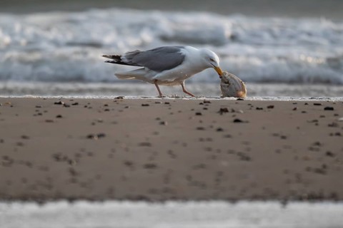 Herring gull (Larus argentatus) with small plaice or gilthead (Pleuronectes platessa) on the beach,