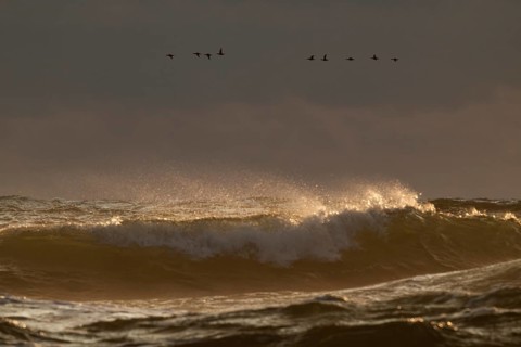 Geese flying in formation over the sea and the surf, evening light, Hvide Sande, North Sea, Denmark
