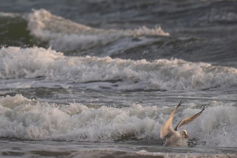 Herring gull (Larus argentatus) in the surf with starfish in its beak, Hvide Sande, North Sea,