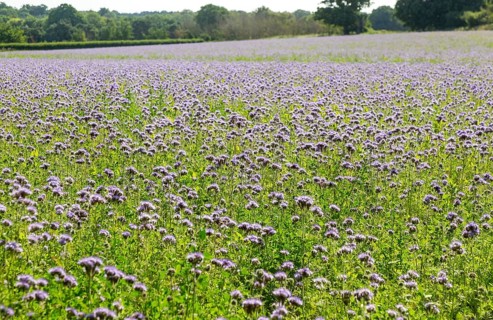 Lacy Phacelia, Phacelia Tanacetifolia, flowering in arable field used as green manure crop, Sutton,