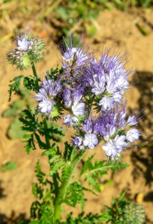 Close up of Lacy Phacelia, Phacelia Tanacetifolia, used as green manure crop, Sutton, Suffolk,