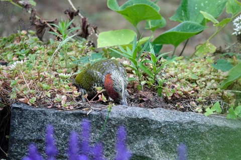 Green woodpecker (Picus viridis), June, Germany