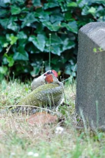 Green woodpecker (Picus viridis), June, Germany