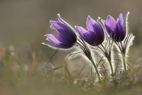 Spring is here... Pasque flowers, pasque flowers (Pulsatilla vulgaris), purple flowering