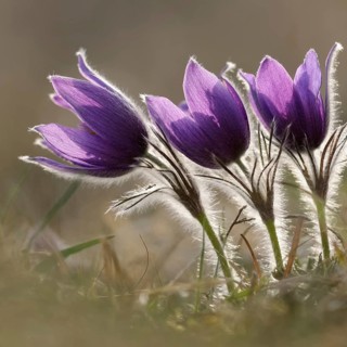 Spring is here... Cowbells (Pulsatilla vulgaris), classic, typical early bloomers, the small hairs