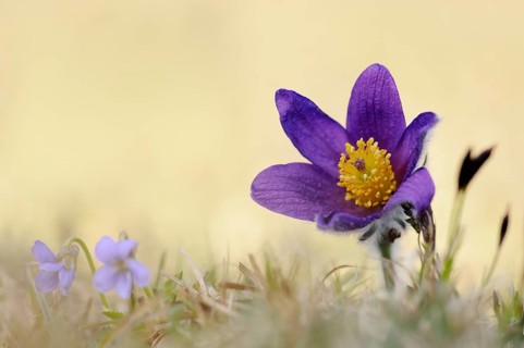 Spring awakening... Pasque flower, Pasque flower (Pulsatilla vulgaris), purple flowering