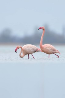 High in the north... Pink flamingos (Phoenicopterus roseus) from the Zwillbrocker Venn,