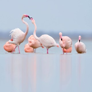Pecking order... Flamingos (Phoenicopterus spec.) resting in the shallows of the IJsselmeer, pink
