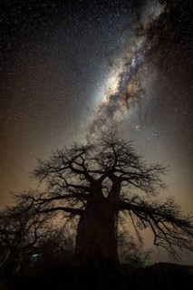 Silhouette of a baobab tree with starry sky and Milky Way, African baobab (Adansonia digitata),