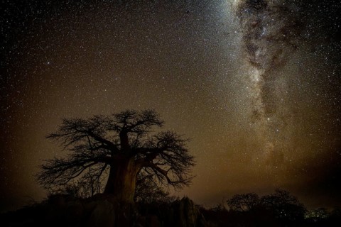Silhouette of a baobab tree with starry sky and Milky Way, African baobab (Adansonia digitata),