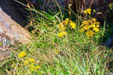 Unspecified yellow flowering vegetation between granite boulders on the coast of Lysekil,