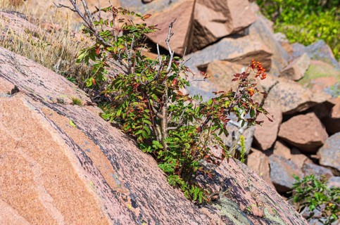 Mountain ash, Sorbus aucuparia, also known as rowan, grows between reddish boulders of