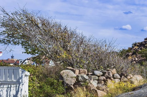 A primitive shrub behind a wall of granite blocks, Lysekil, BohuslÃ¤n, VÃ¤stra Götalands lÃ¤n,