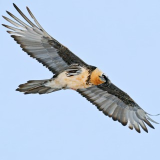 Beautiful... Bearded vulture (Gypaetus barbatus) soaring in front of a soft blue sky over the Swiss