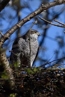 Hidden between trees... Goshawk (Accipiter gentilis) on its eyrie, female preparing for nesting,
