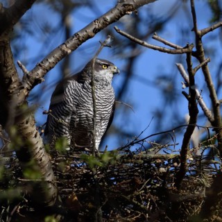 Hidden between trees... Goshawk (Accipiter gentilis) on its eyrie, strong female preparing for