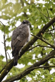 In spring... Goshawk (Accipiter gentilis), female, sitting in a tree, observing the surroundings,