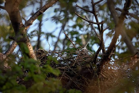 Hidden in plain sight... Goshawk (Accipiter gentilis) sits deep in the nest during breeding, female