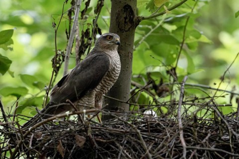 Sparrowhawk (Accipiter nisus), female stands on her nest, observes what is happening in the