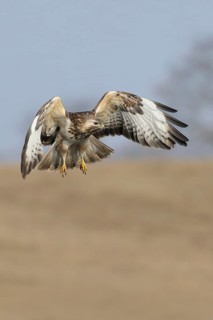 Hunting flight... Buzzard (Buteo buteo), buzzard in flight, native bird of prey, hunting over a dry
