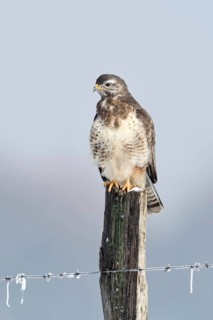 In snow and frost... Buzzard (Buteo buteo) perches on a fence post in the snow on a cold winter's