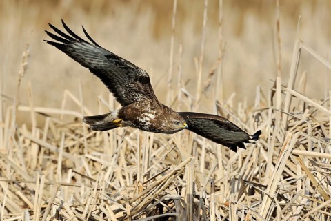 Elegant bird of prey... Common buzzard (Buteo buteo) in shallow flight over dry reeds, native