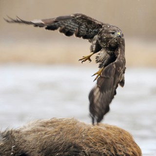 Taking off... Buzzard (Buteo buteo), sweeping take-off, departure photo, previously perched on a