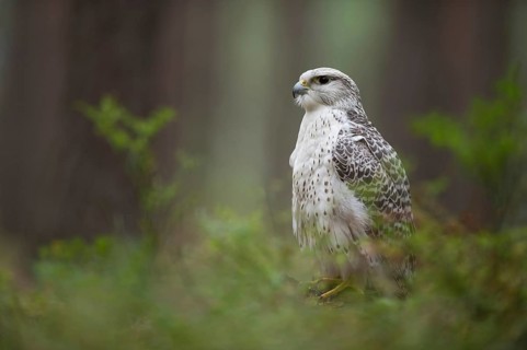 White falcon... Gerfalcon (Falco rusticolus) sits on a tree stump in the forest, noble, extremely