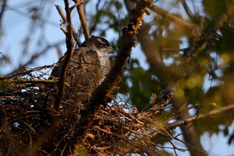 Sunbathing... Goshawk (Accipiter gentilis) adult female resting on her eyrie, enjoying time out and