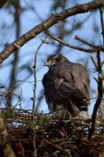 Together... Goshawk (Accipiter gentilis), large adult female on the eyrie, rear view, frequent