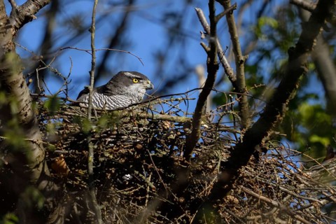 Secretive bird... Goshawk (Accipiter gentilis), female goshawk in her nest, goshawk nest high up in