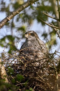 Perfectly camouflaged... Goshawk (Accipiter gentilis), female, sitting in her nest in spring while