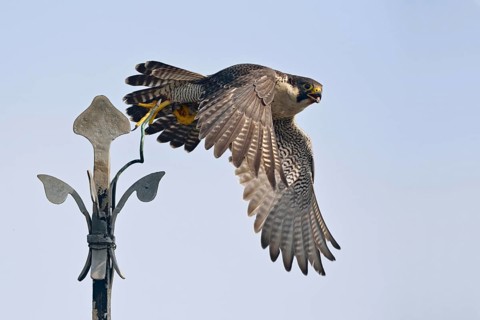 Departure... Peregrine falcon (Falco peregrinus), adult bird, native bird of prey, fast flying