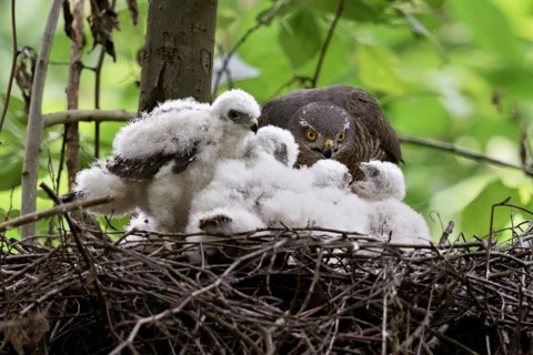 Feeding... Sparrowhawk (Accipiter nisus), common, often hidden native bird of prey, female at the